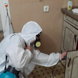 Дезинфекция от муравьев в квартире в Нижнем Тагиле